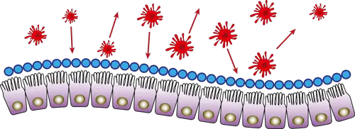 darmbarriere leaky gut schutzfunktion gefaehrliche keime
